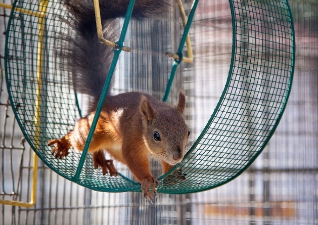 Why Squirrels Run in the wheel