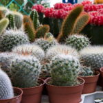 Discover how to properly care for cacti
