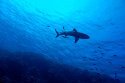 The Best Diving Spots on Earth: Top 7